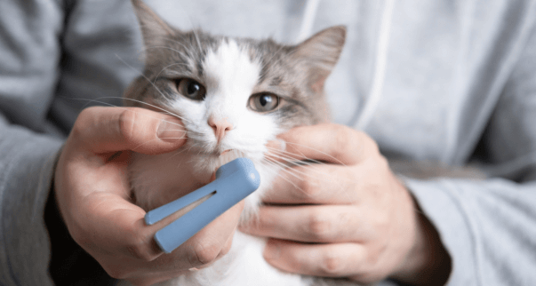 A veterinarian checking a cat teeth