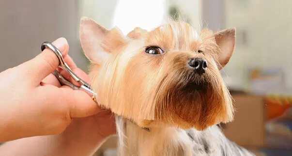 Grooming