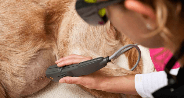 Pet Laser Therapy
