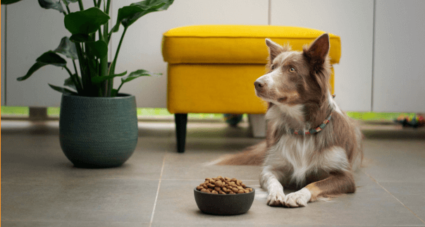A dog enjoying its food from a bowl