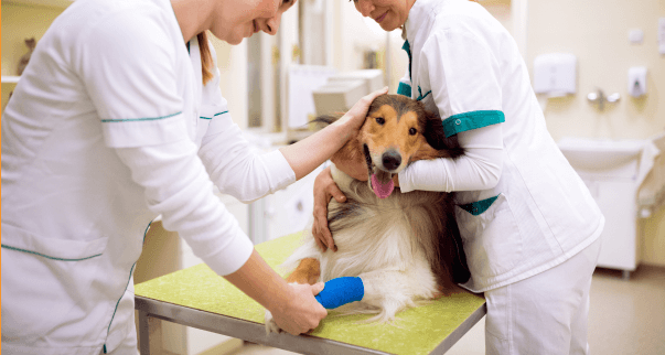 Pet Surgery