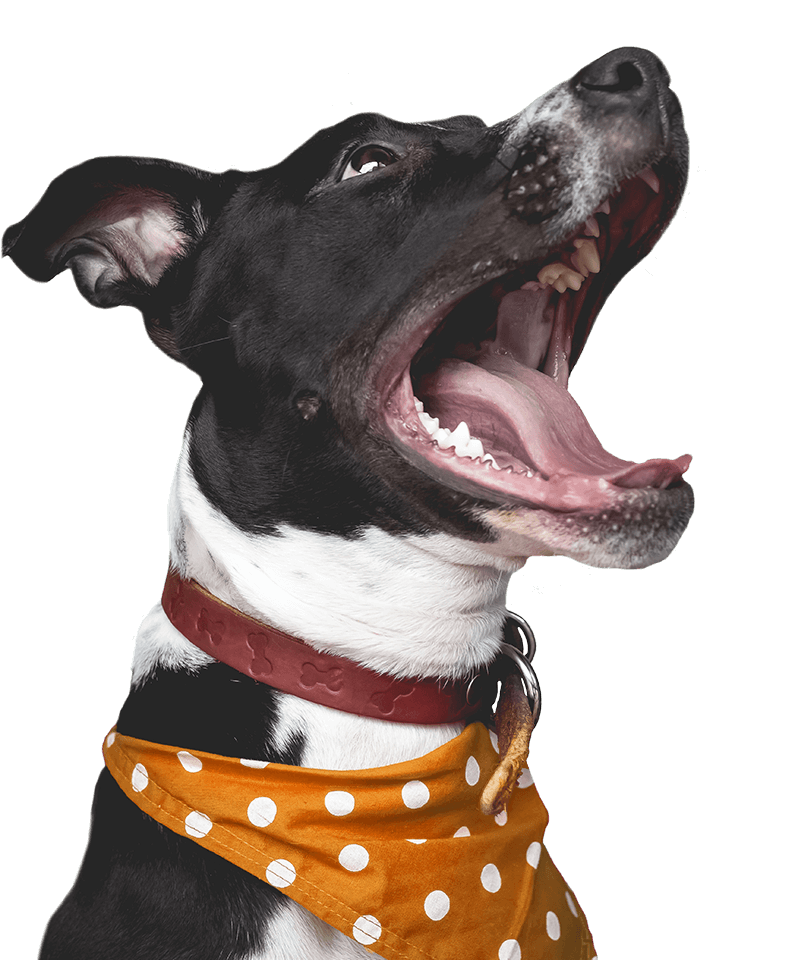 a dog with its mouth open