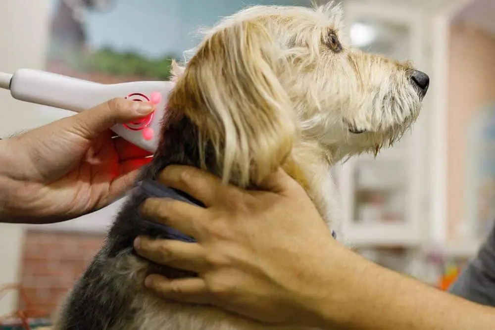 A dog receiving grooming from a person