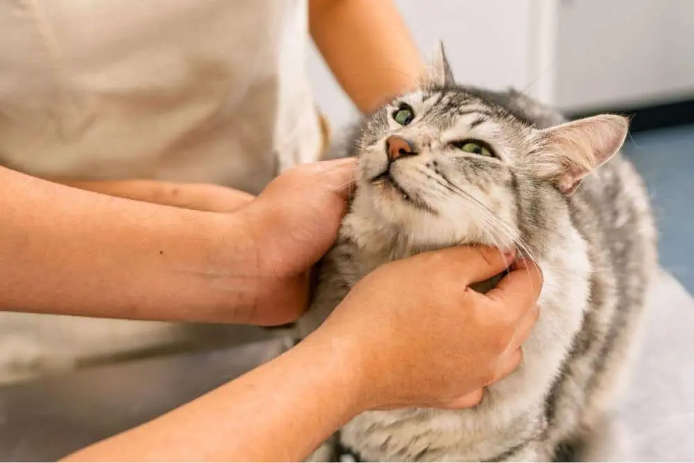 A person gently pets a cat on the neck