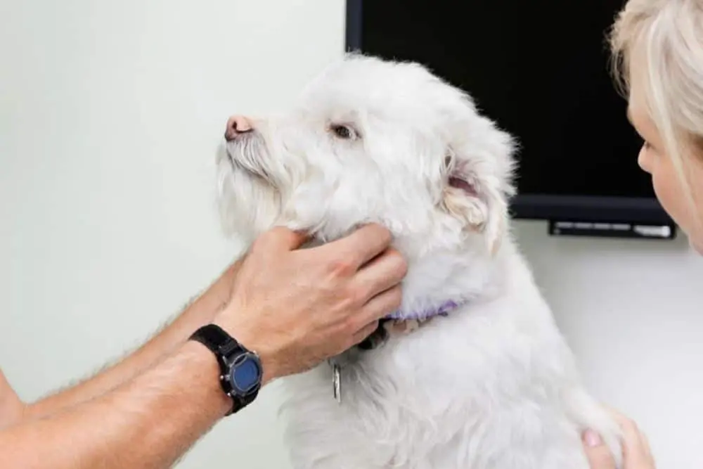 A white dog undergoing a health examination