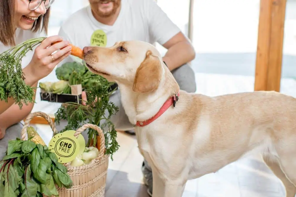 A dog eating vegetable