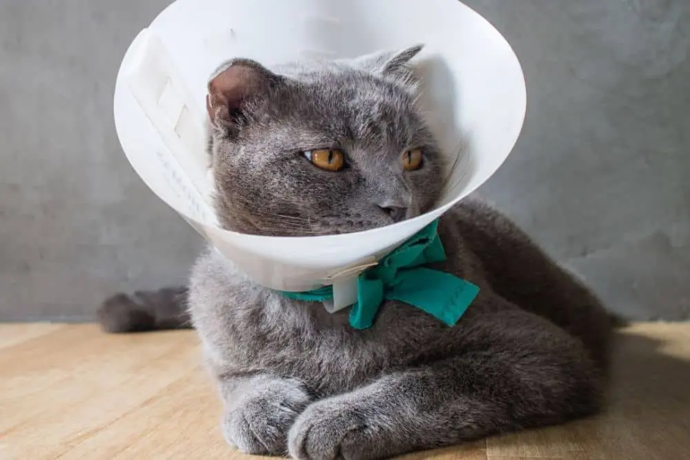 A cat with a white cone
