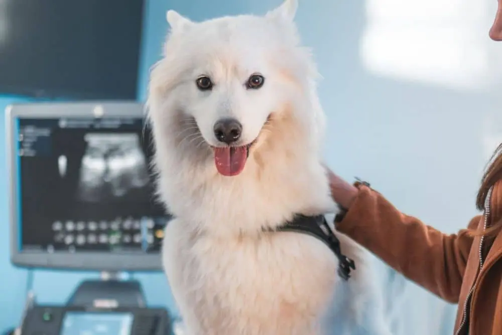 A white dog is under observation