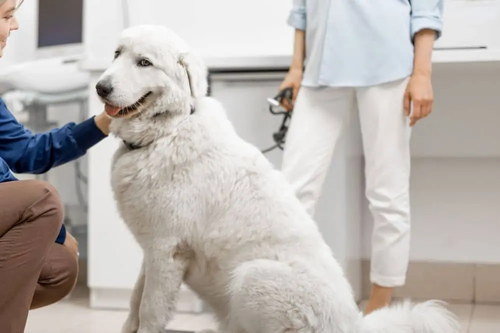 Pet Vaccination