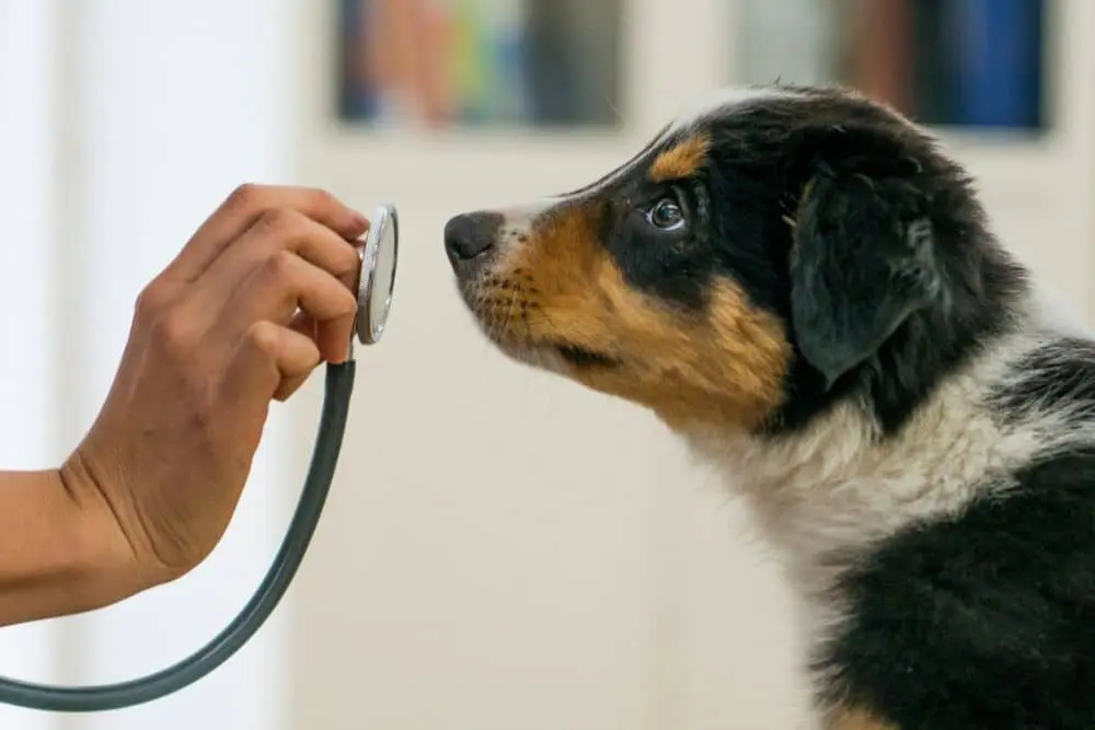 Pet Wellness Exam