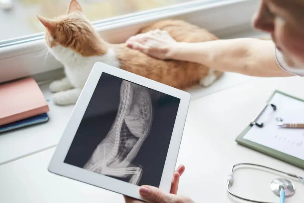 A person holds a tablet displaying an X-ray image of a cat