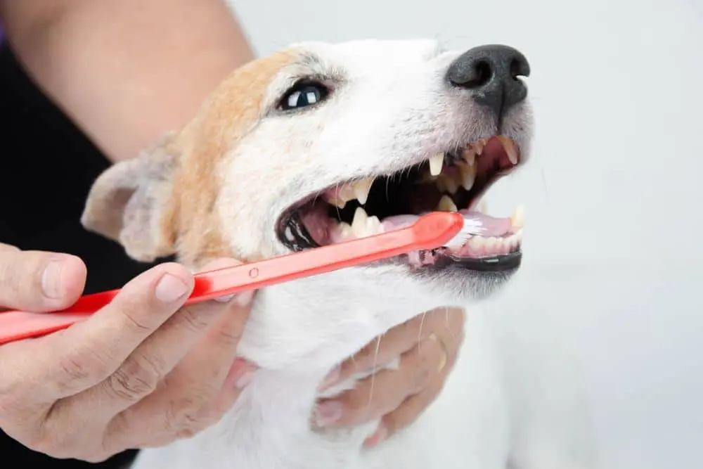 A vet cleaning a dog teeth