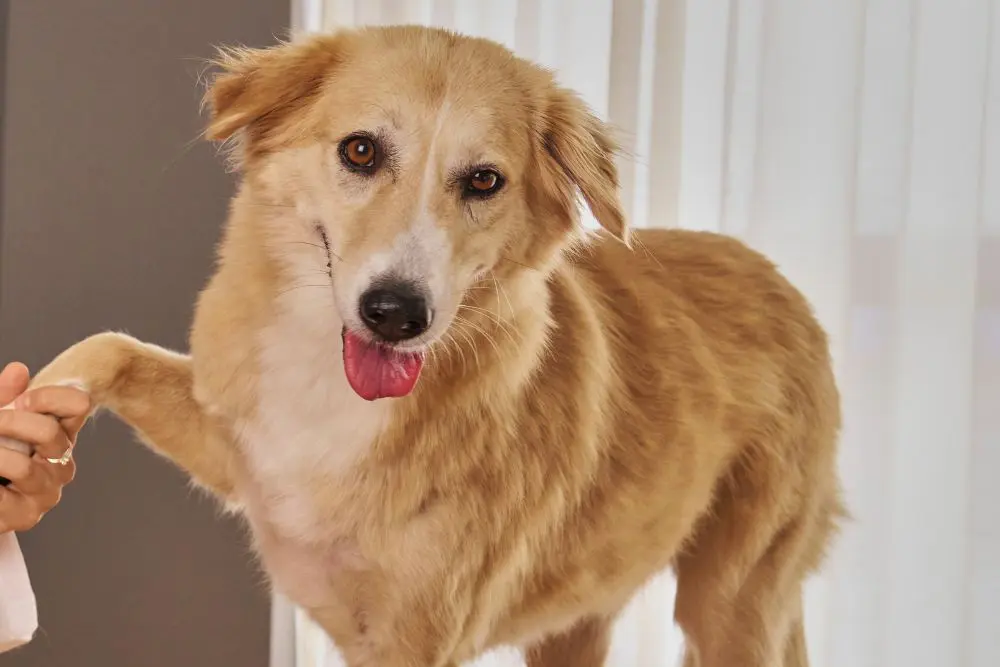 A vet is holding a dog hand