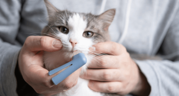 veterinarian checking cat teeth