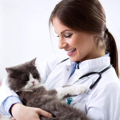 veterinarian hold cat