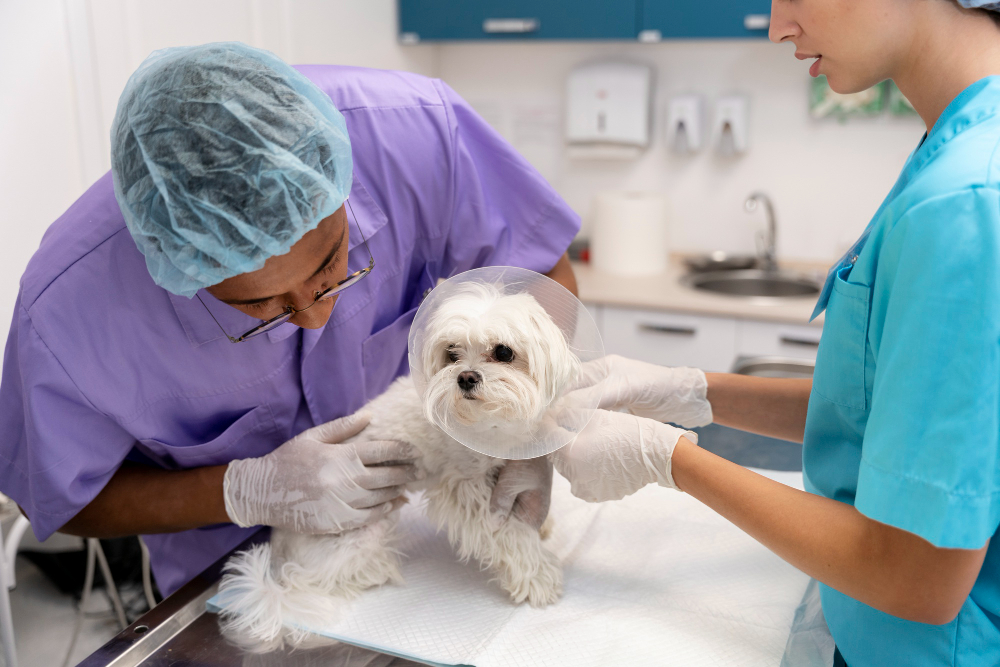 Pet Surgery In Park Ridge, IL 60068 | Touhy Animal Hospital