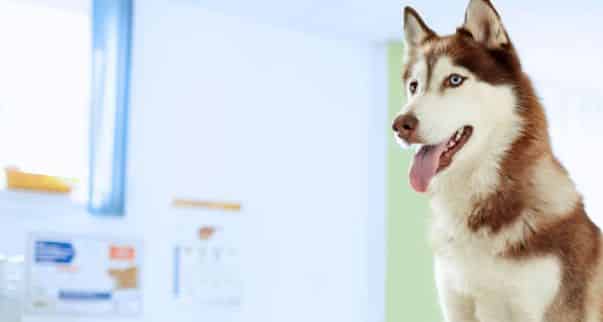 Dog Grooming
