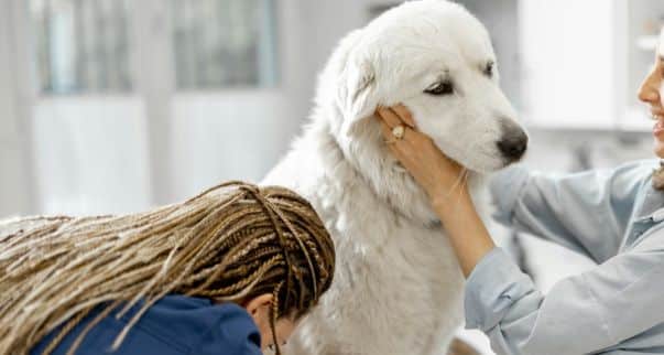 Pet Diagnostic